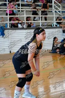 Foto de El cisne