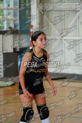 Foto de curinca