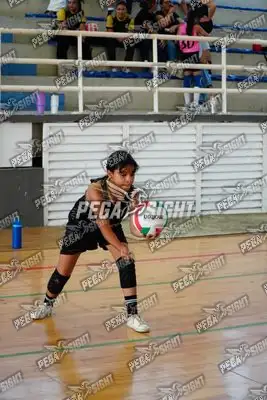 Foto de curinca