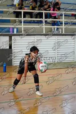 Foto de curinca