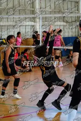 Foto de curinca