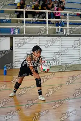 Foto de curinca