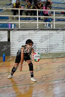 Foto de curinca