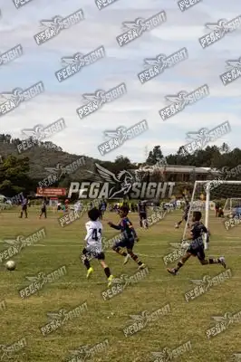 Foto de Tigres