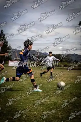 Foto de Tigres