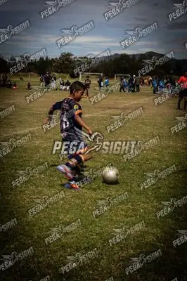 Foto de Tigres
