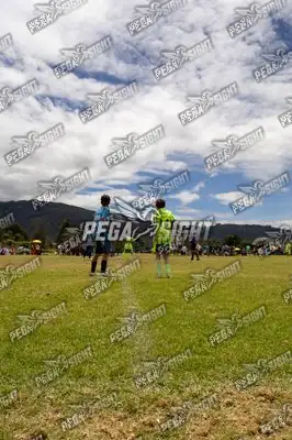 Foto de palmeiras