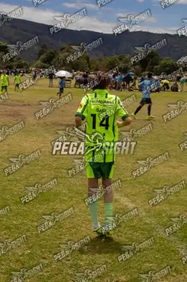 Foto de palmeiras