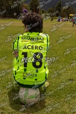 Foto de palmeiras