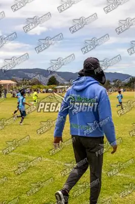 Foto de palmeiras