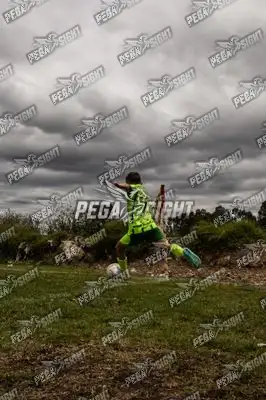 Foto de palmeiras