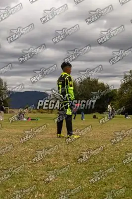 Foto de palmeiras
