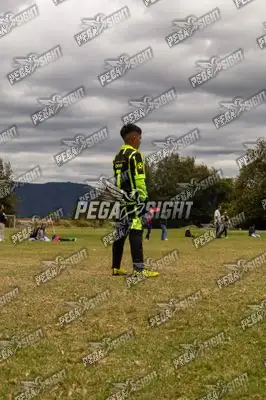 Foto de palmeiras