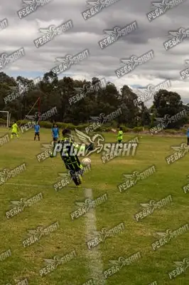 Foto de palmeiras