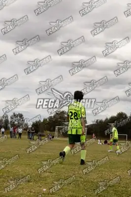 Foto de palmeiras