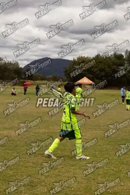 Foto de palmeiras