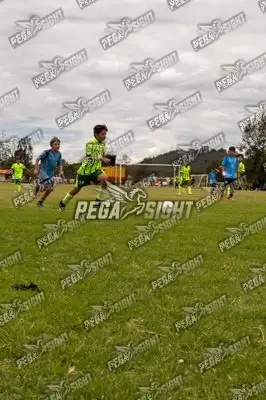 Foto de palmeiras