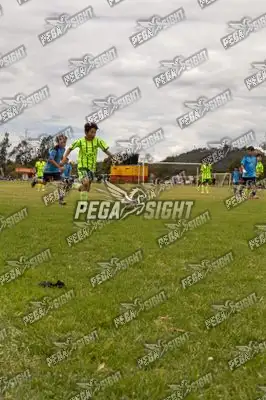 Foto de palmeiras
