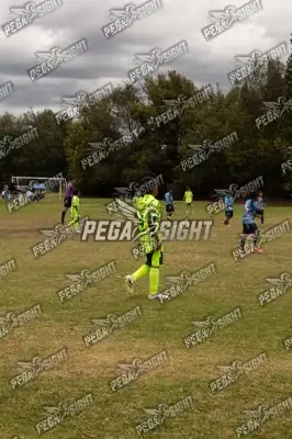 Foto de palmeiras
