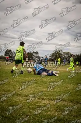 Foto de palmeiras