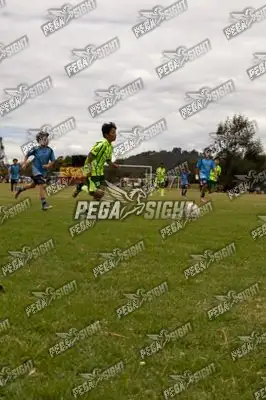 Foto de palmeiras