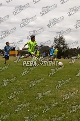 Foto de palmeiras