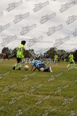 Foto de palmeiras