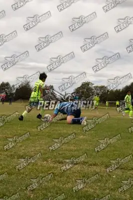 Foto de palmeiras