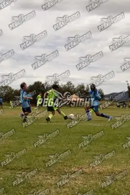 Foto de palmeiras