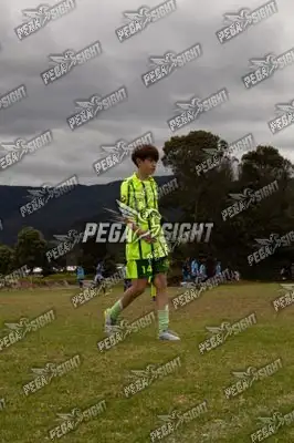 Foto de palmeiras