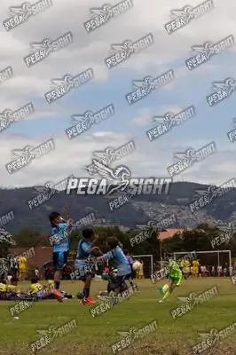 Foto de palmeiras