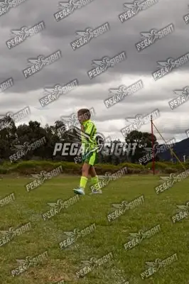 Foto de palmeiras