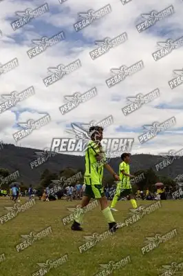Foto de palmeiras