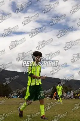 Foto de palmeiras