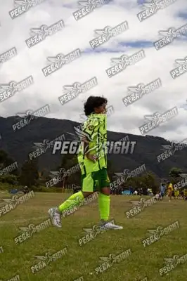 Foto de palmeiras