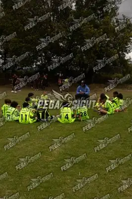 Foto de palmeiras