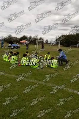 Foto de palmeiras
