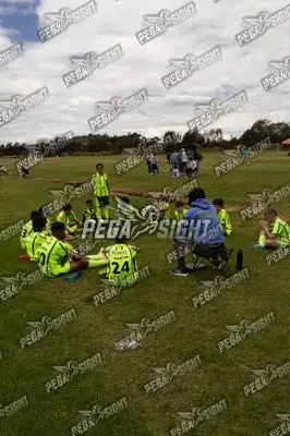 Foto de palmeiras