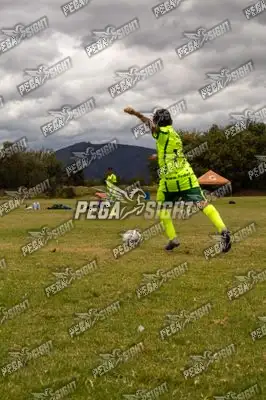 Foto de palmeiras