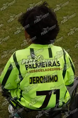Foto de palmeiras