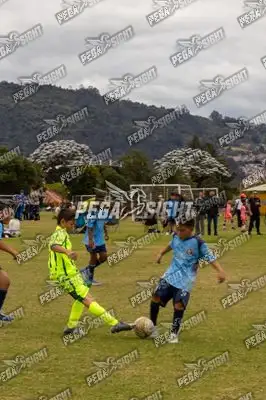 Foto de palmeiras