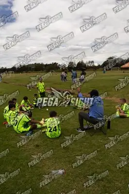 Foto de palmeiras