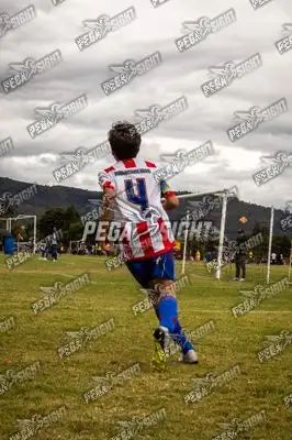 Foto de maracaneiros