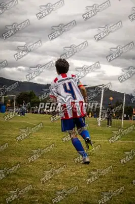 Foto de maracaneiros
