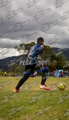 Foto de maracaneiros