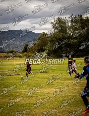 Foto de maracaneiros