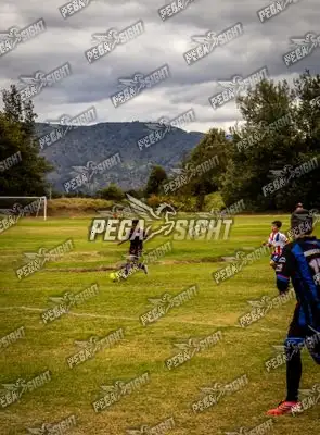 Foto de maracaneiros