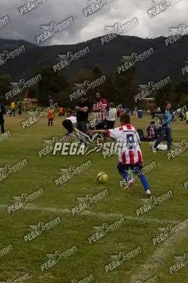Foto de maracaneiros