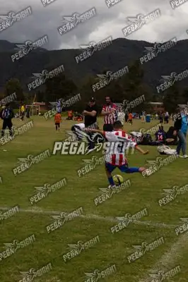 Foto de maracaneiros