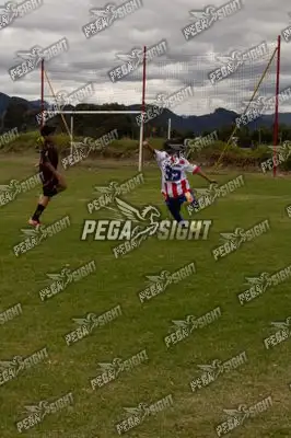 Foto de maracaneiros